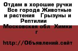 Отдам в хорошие ручки - Все города Животные и растения » Грызуны и Рептилии   . Московская обл.,Химки г.